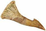 Fossil Sawfish (Onchopristis) Rostral Barb - Morocco #351711-1
